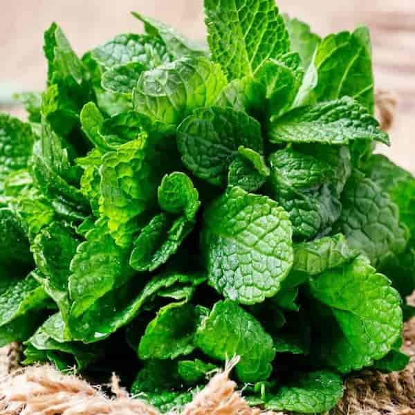 تصویر 1 از قیمت خرید نعناع ارگانیک + فروش ویژه